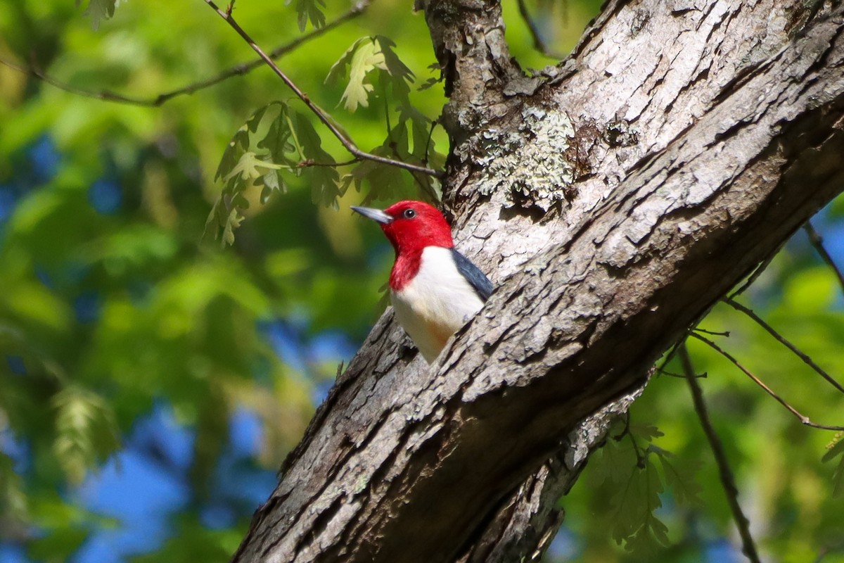 Red-headed Woodpecker - ML617605525