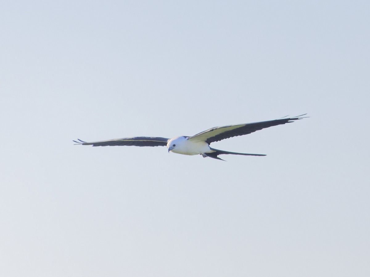 Swallow-tailed Kite - ML617605526