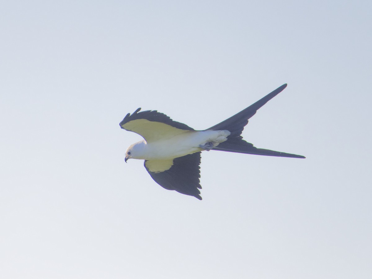 Swallow-tailed Kite - ML617605527