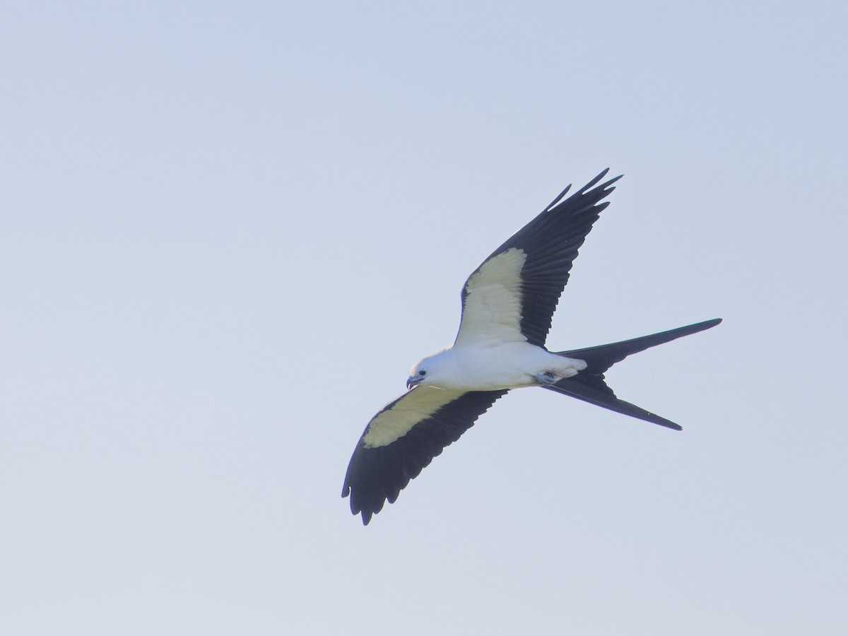Swallow-tailed Kite - ML617605528
