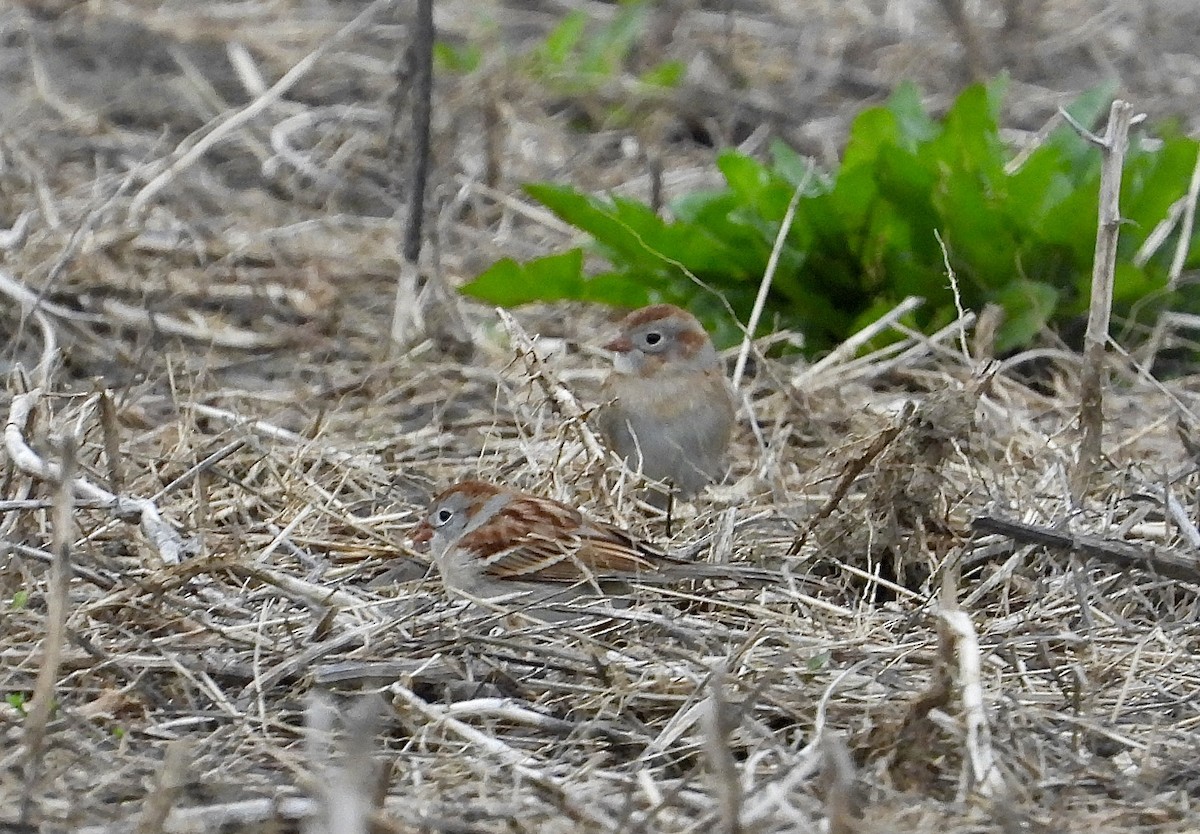 Field Sparrow - Pat Hare
