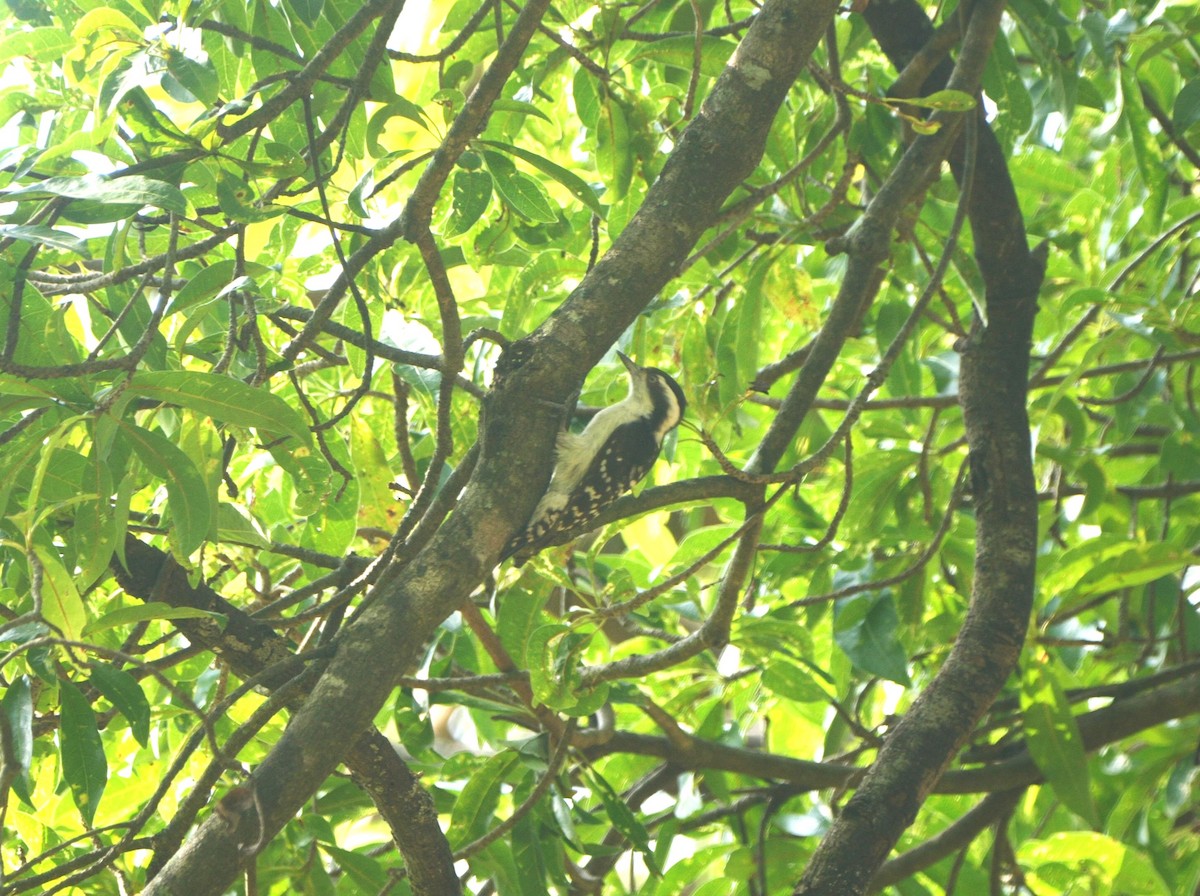 Brown-capped Pygmy Woodpecker - ML617605599