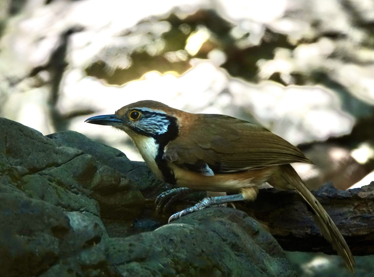 Greater Necklaced Laughingthrush - ML617605610