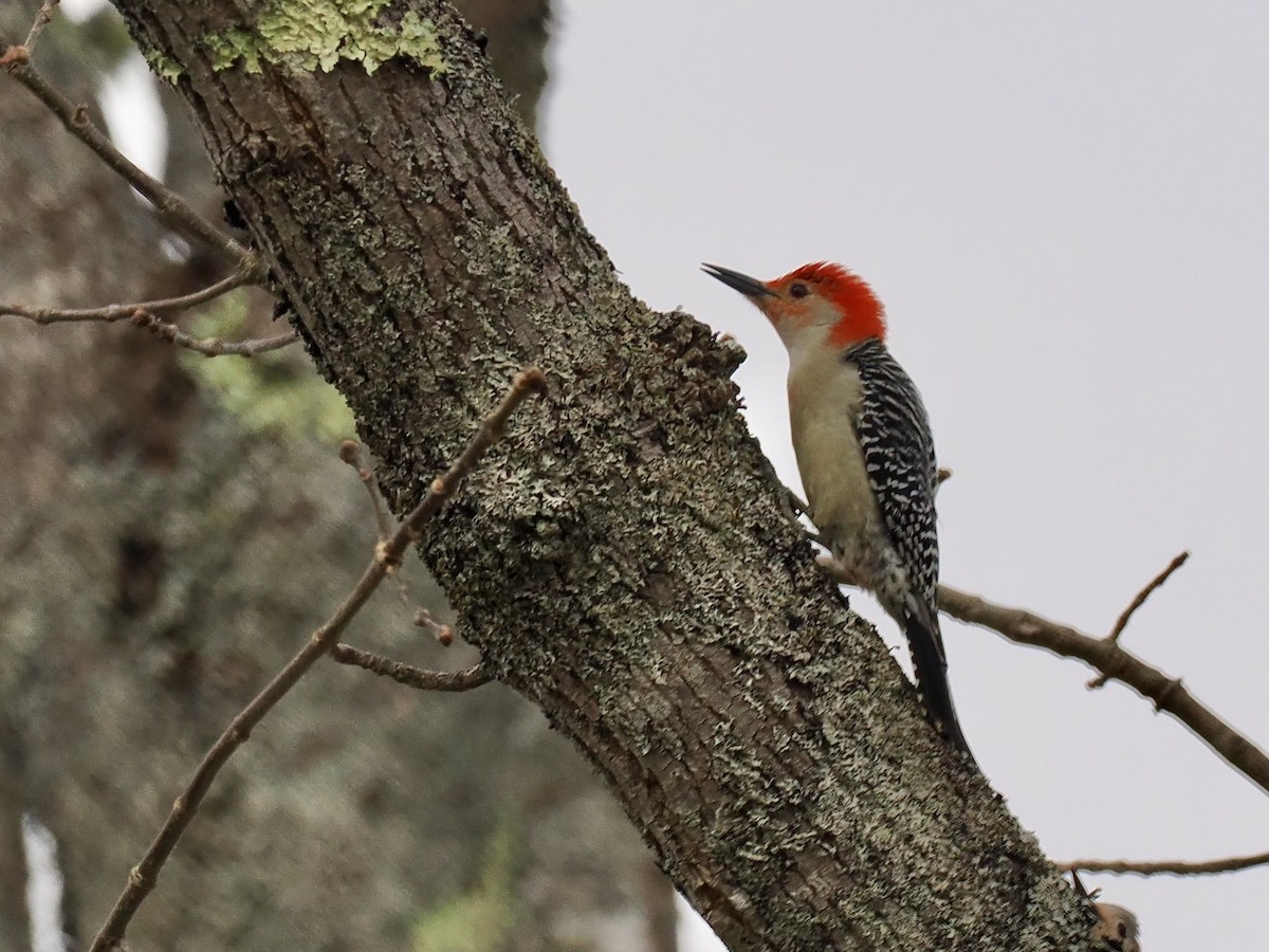 Red-bellied Woodpecker - June Smith