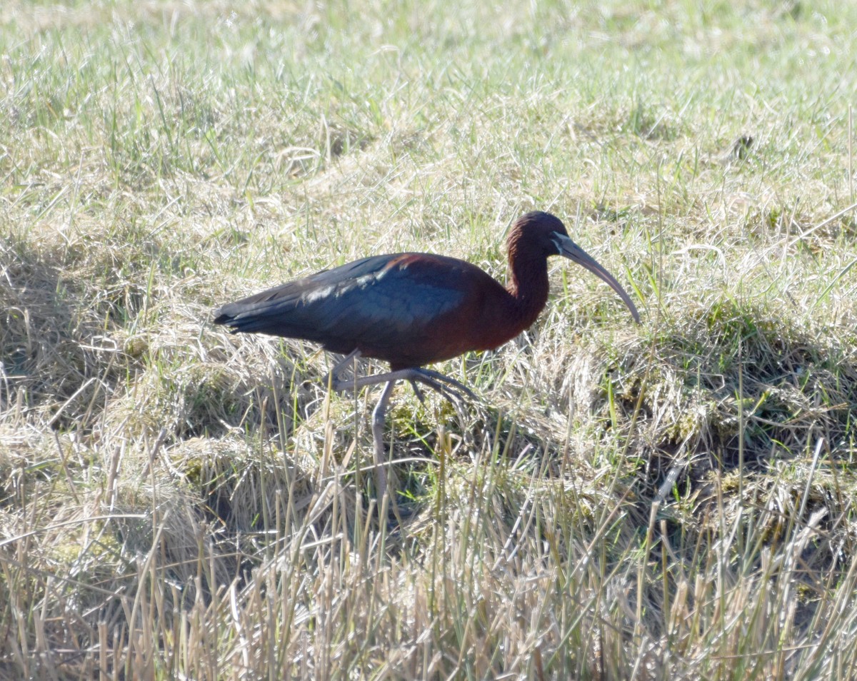 ibis hnědý - ML617605670