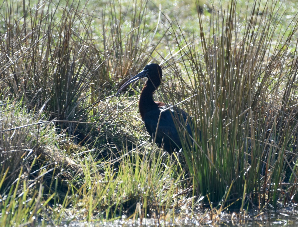 ibis hnědý - ML617605677