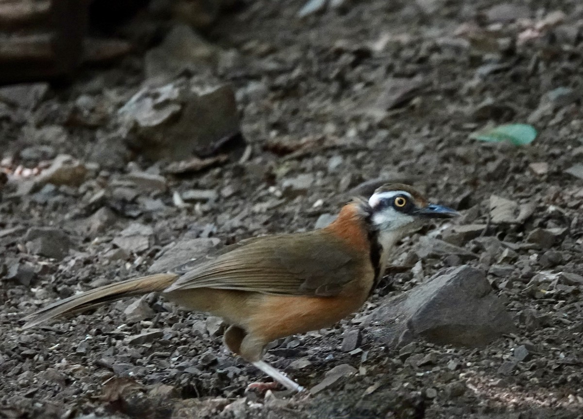 Lesser Necklaced Laughingthrush - ML617605680