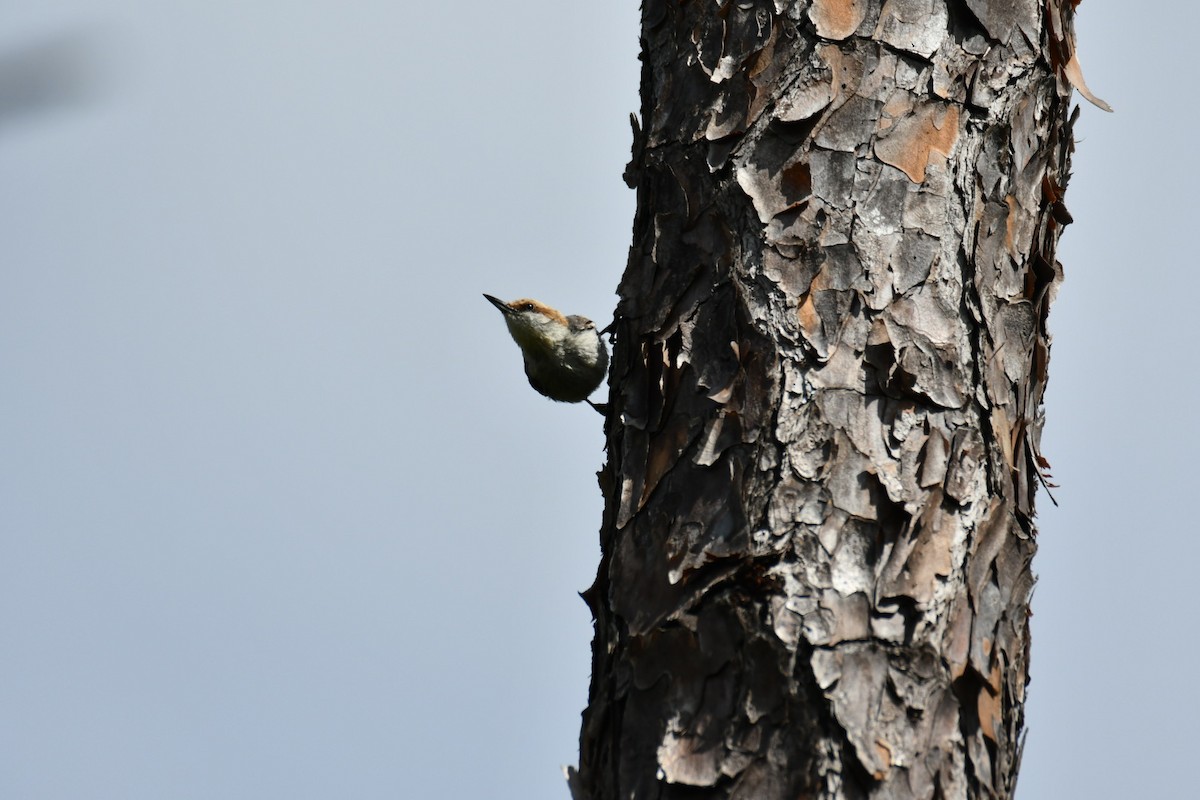 Brown-headed Nuthatch - ML617605739