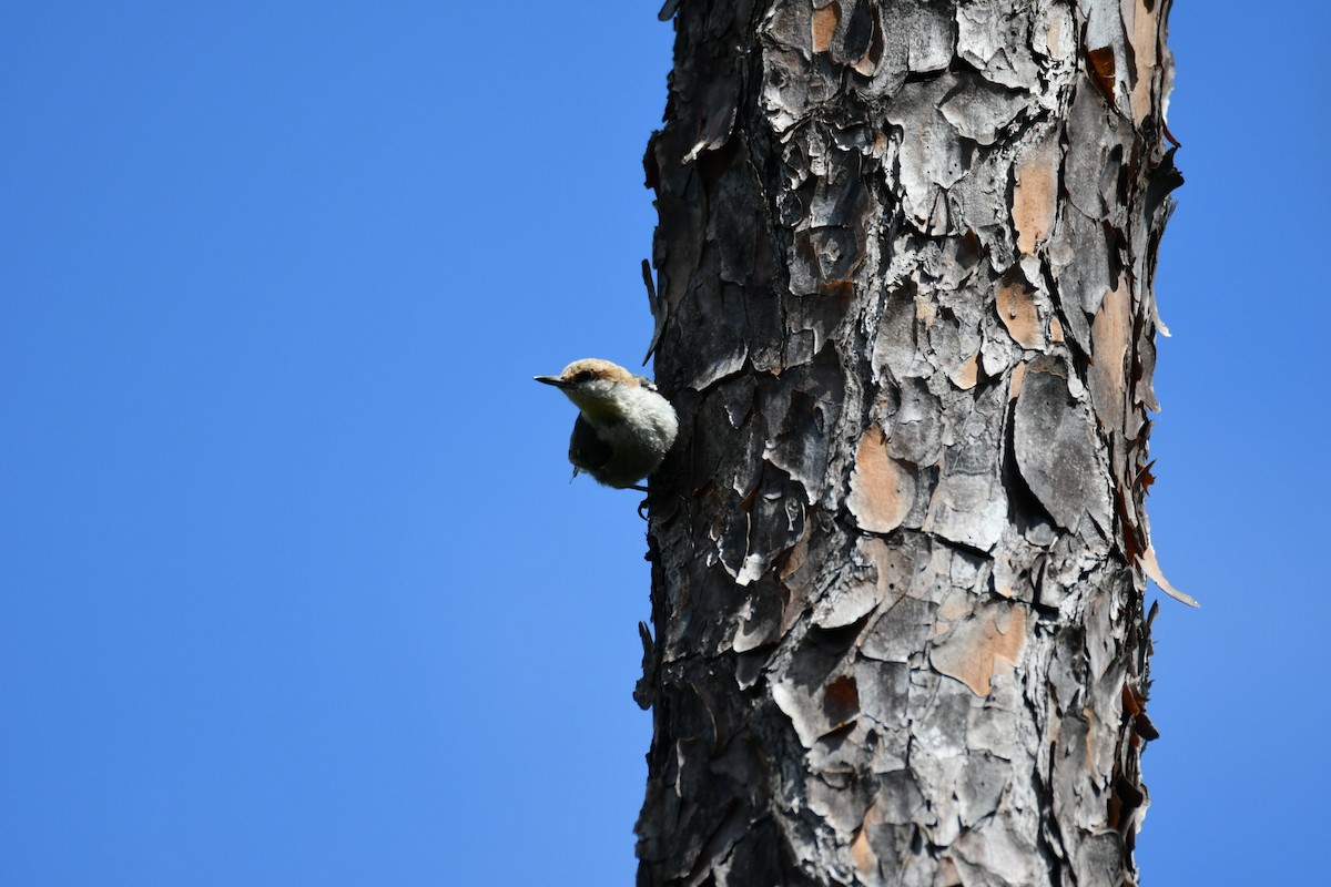 Brown-headed Nuthatch - ML617605740