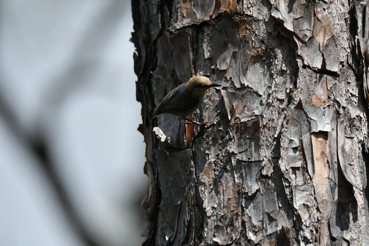 Brown-headed Nuthatch - ML617605741