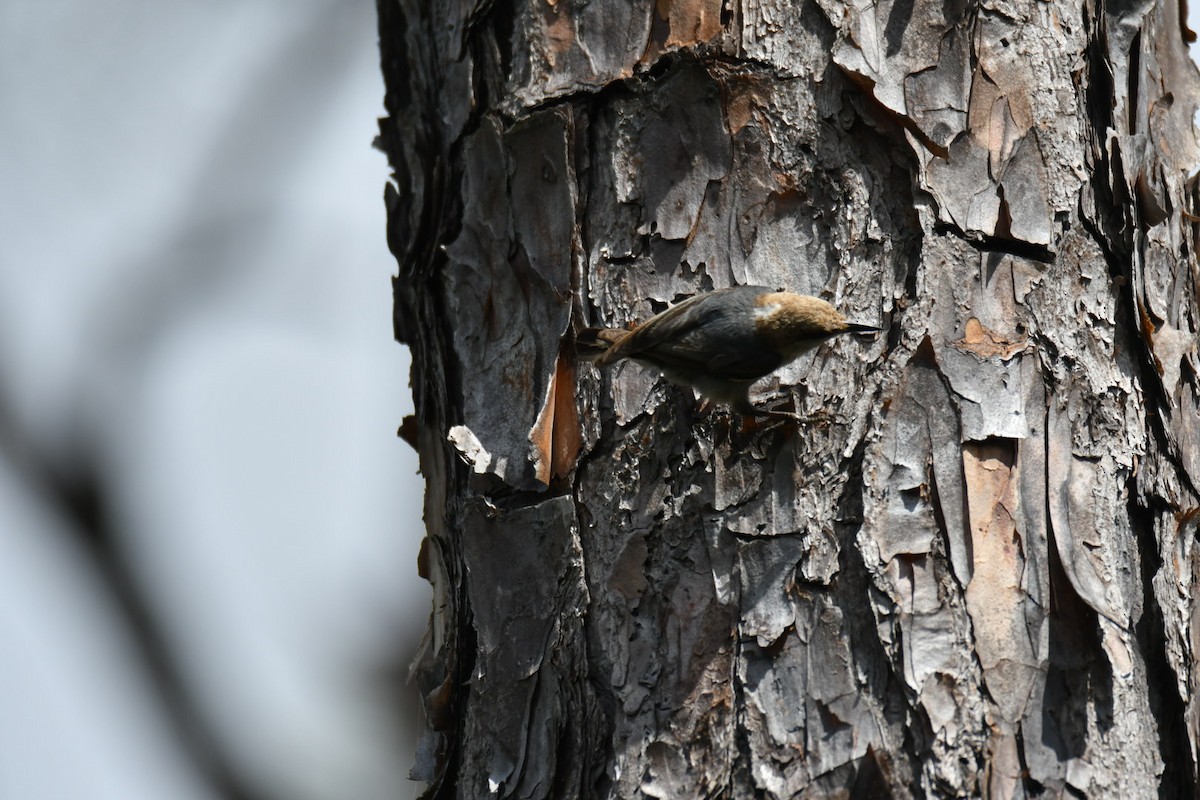 Brown-headed Nuthatch - ML617605742