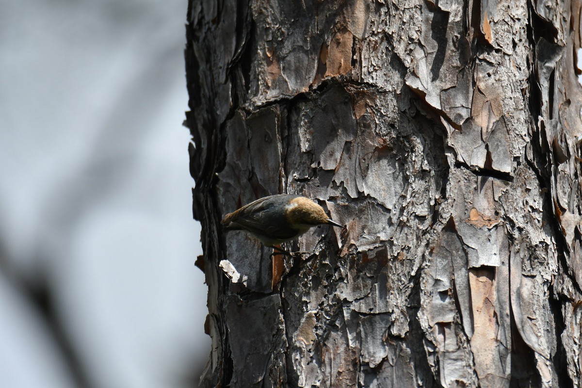 Brown-headed Nuthatch - ML617605743