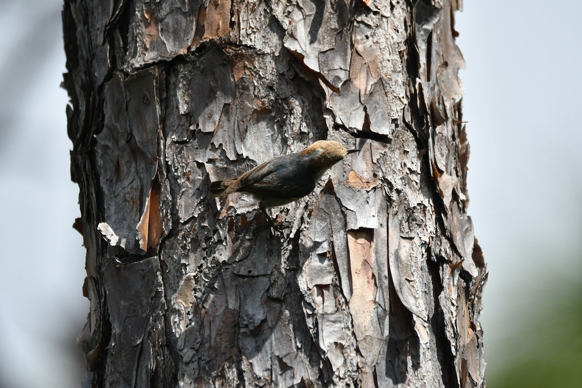 Brown-headed Nuthatch - ML617605745