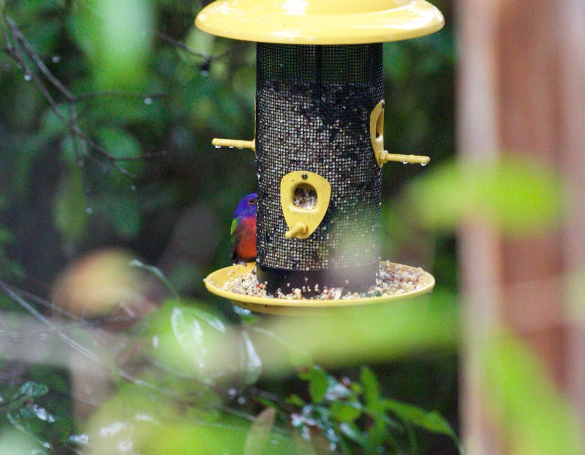 Painted Bunting - ML617605808