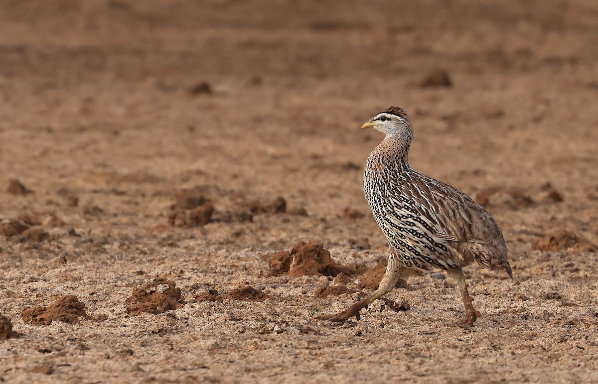 Double-spurred Spurfowl - ML617605811