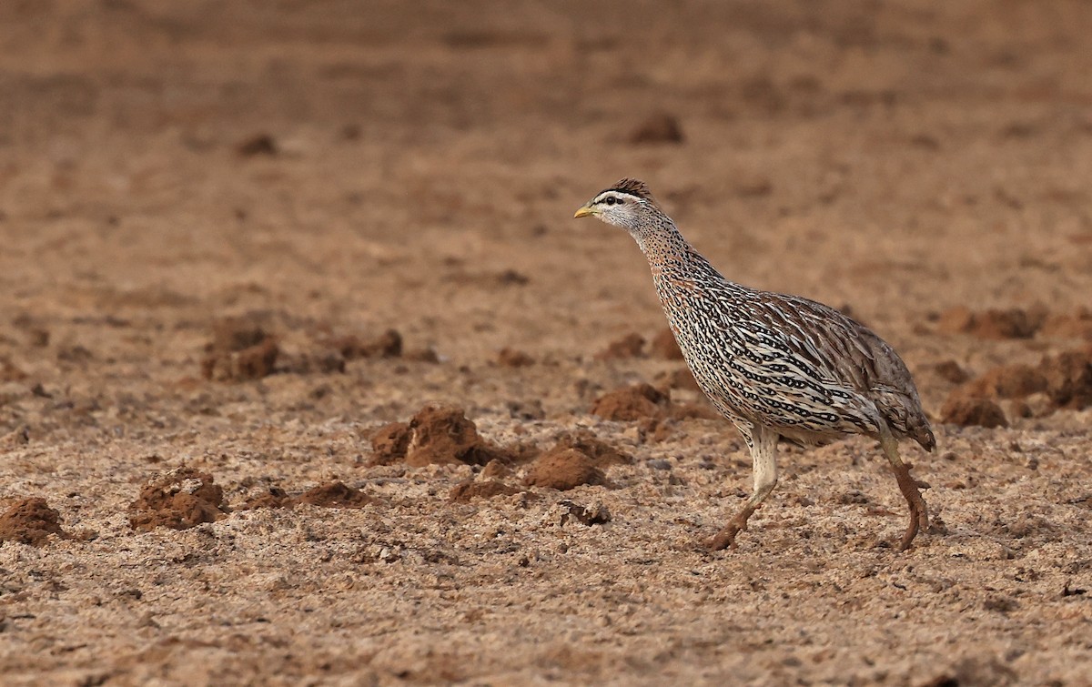 Double-spurred Spurfowl - ML617605812