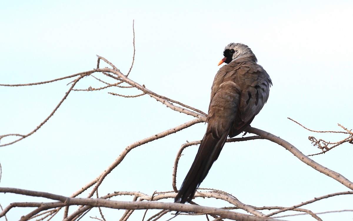 Namaqua Dove - ML617605830