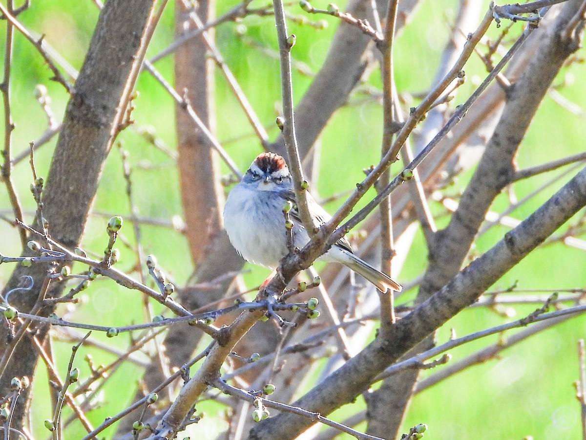 Chipping Sparrow - ML617605868