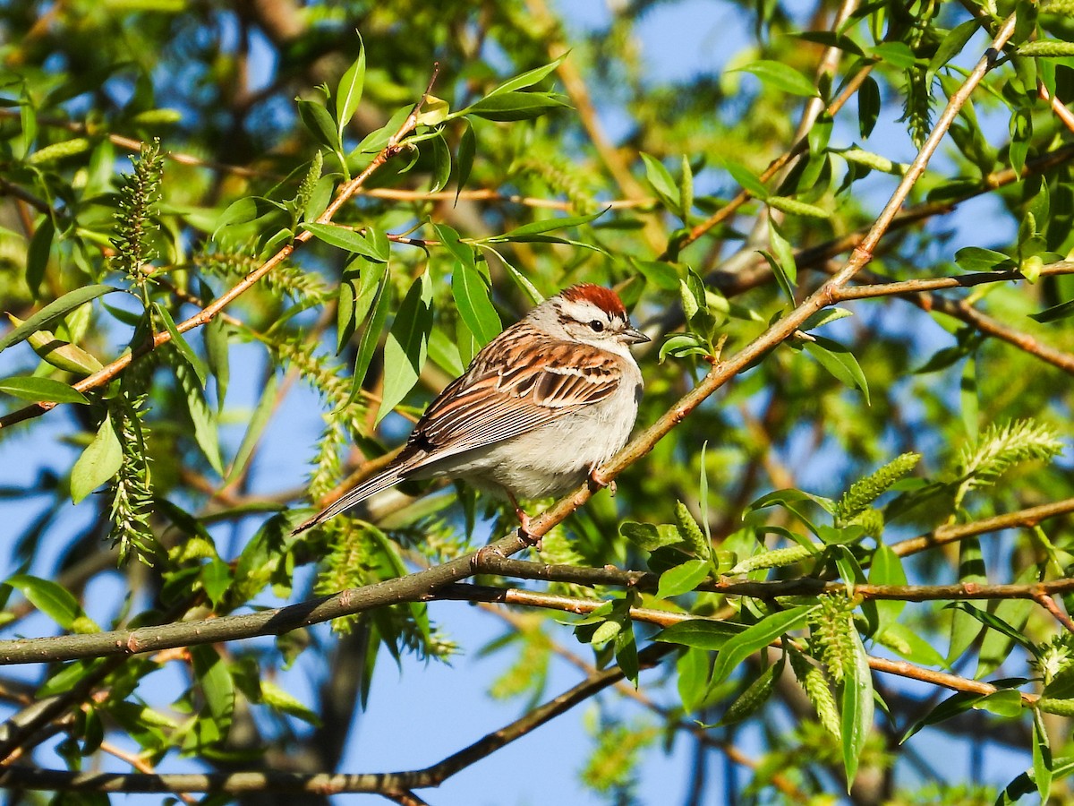 Chipping Sparrow - ML617605869