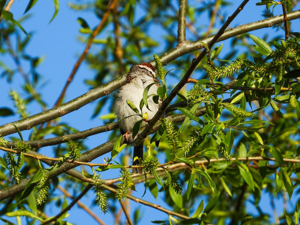 Chipping Sparrow - ML617605870