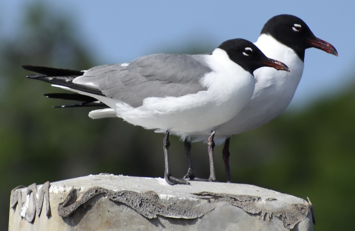 Laughing Gull - Dale Morrow