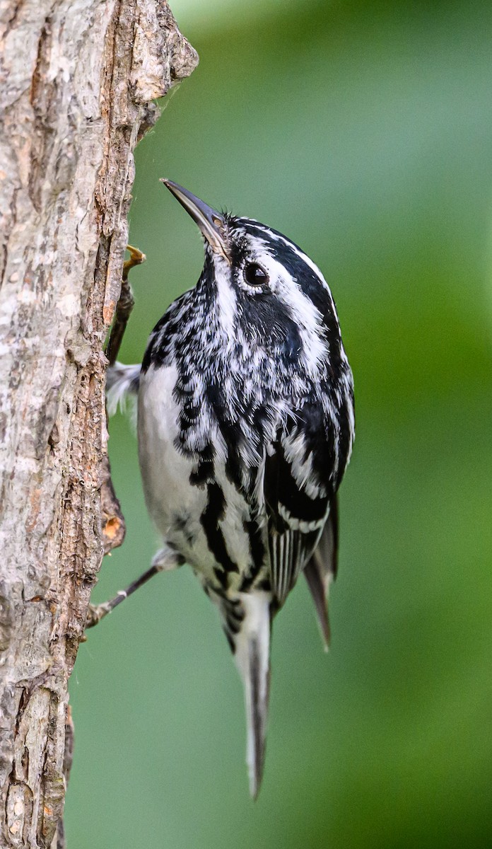 Black-and-white Warbler - ML617605915