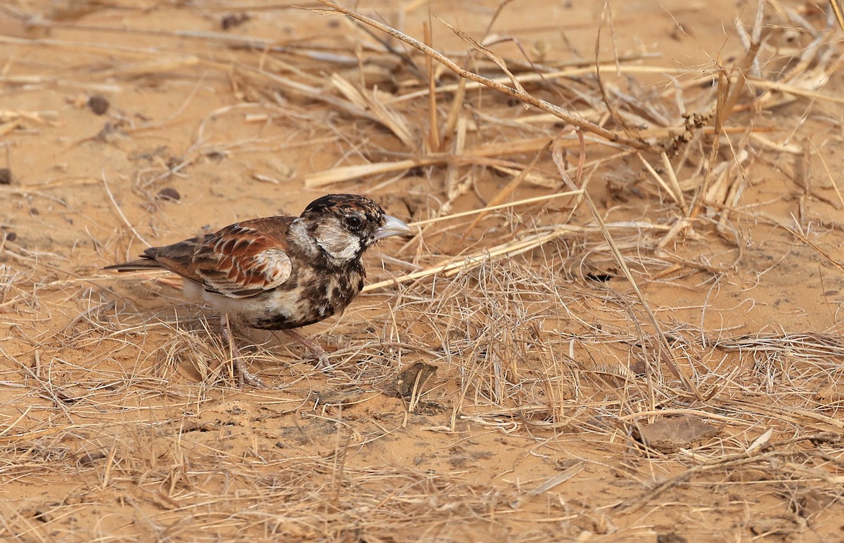 Chestnut-backed Sparrow-Lark - ML617605925