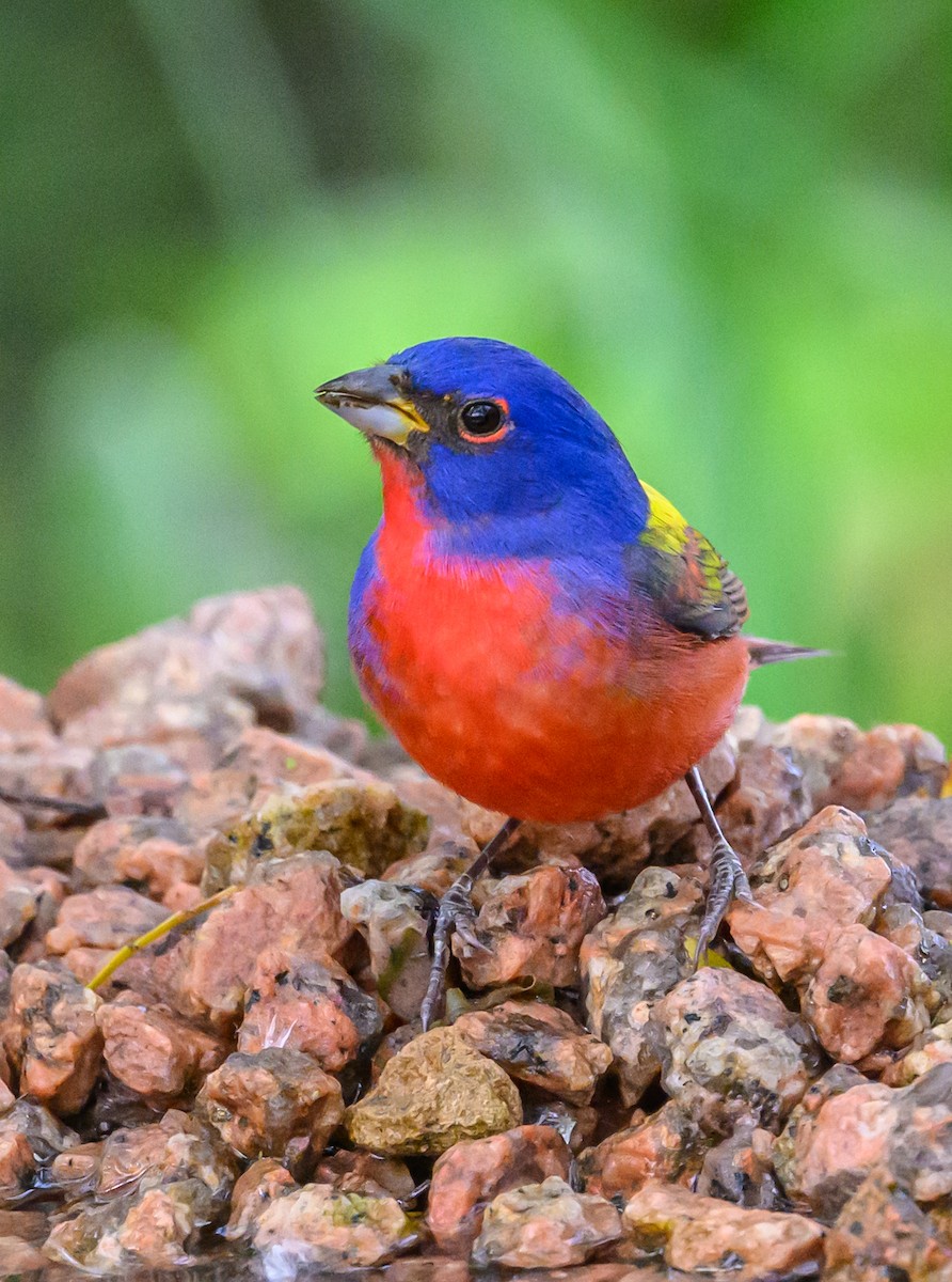Painted Bunting - ML617605927