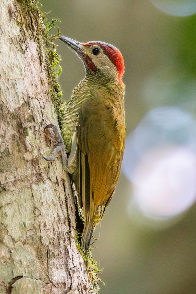 Golden-olive Woodpecker - Lutz Duerselen