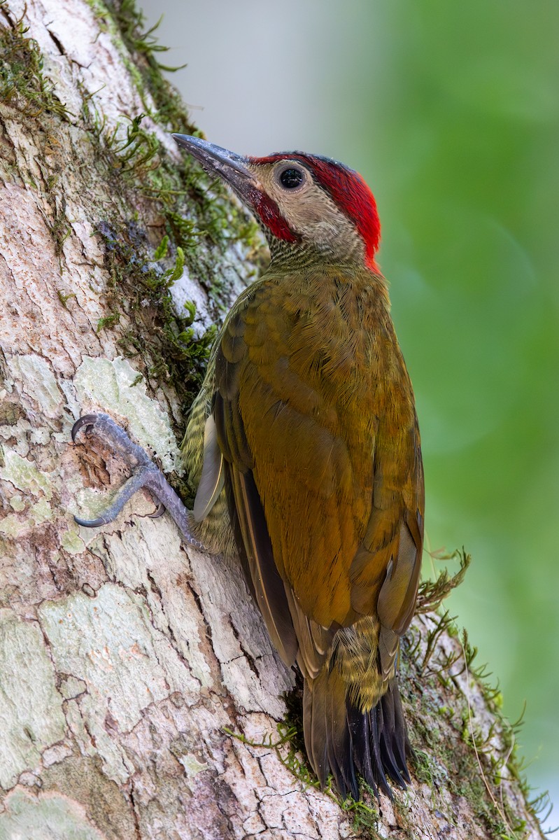 Golden-olive Woodpecker - ML617605929