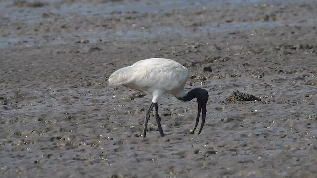 ibis černohlavý - ML617605953