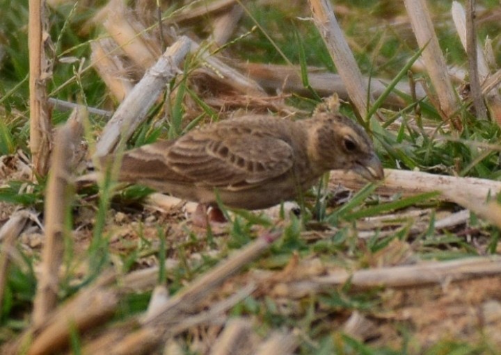 Ashy-crowned Sparrow-Lark - Dibyendu Saha