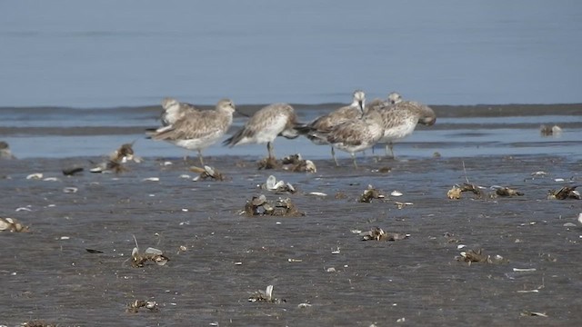 Great Knot - ML617606069