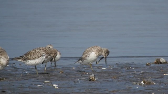 Great Knot - ML617606070