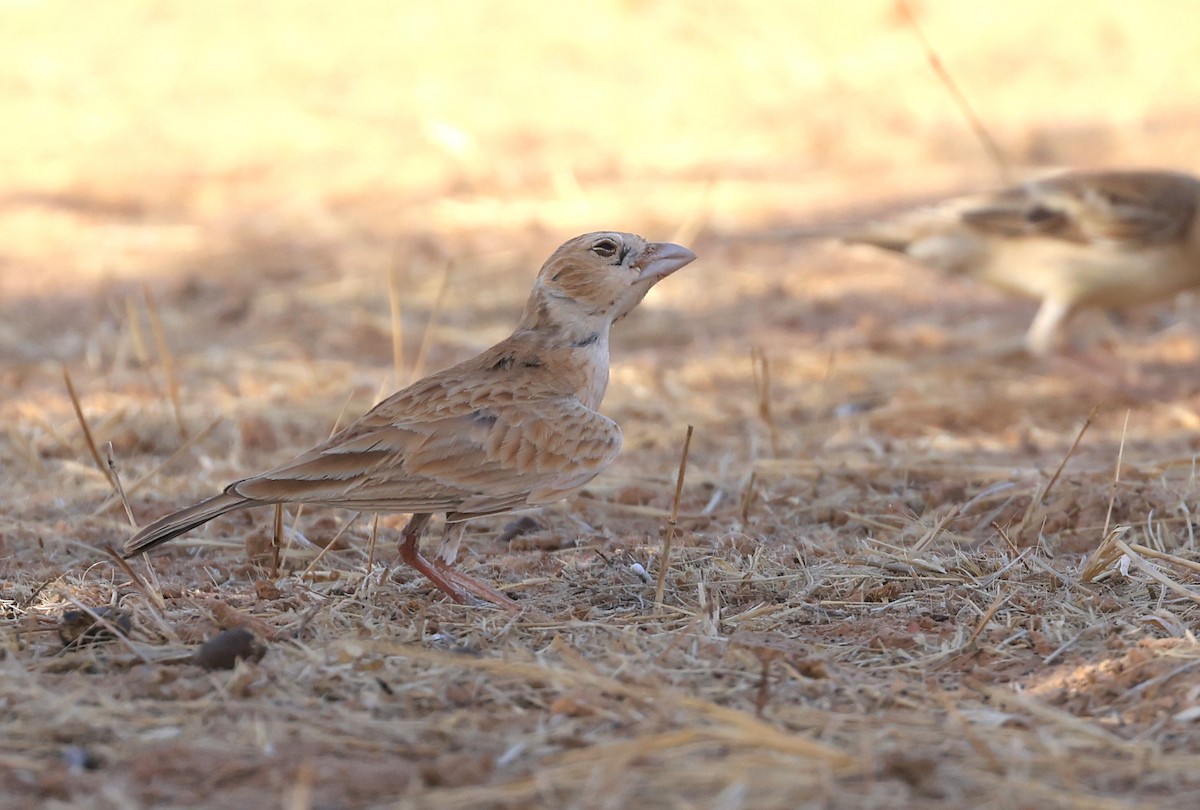 Black-crowned Sparrow-Lark - Patrick MONNEY