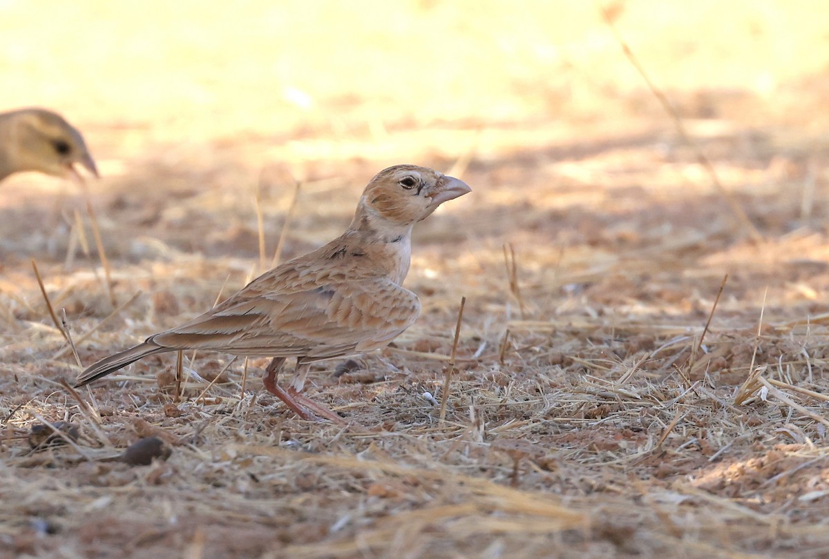 Black-crowned Sparrow-Lark - ML617606203