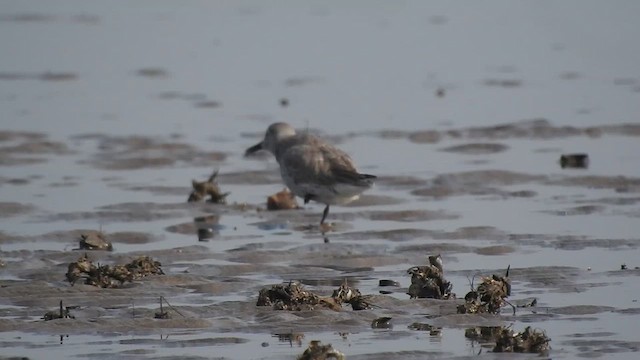 Red Knot - ML617606223