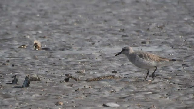 Red Knot - ML617606228