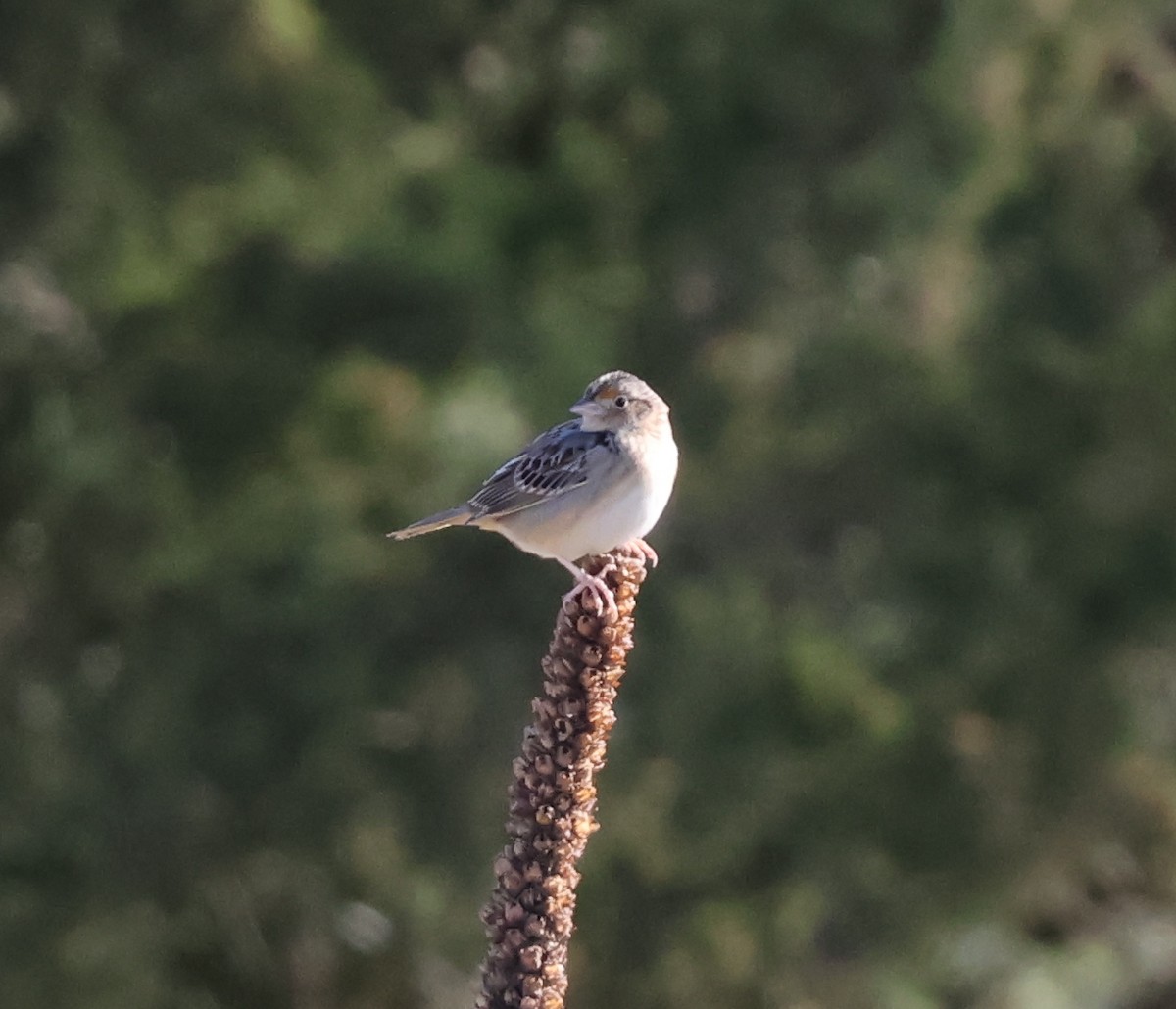 Grasshopper Sparrow - ML617606261