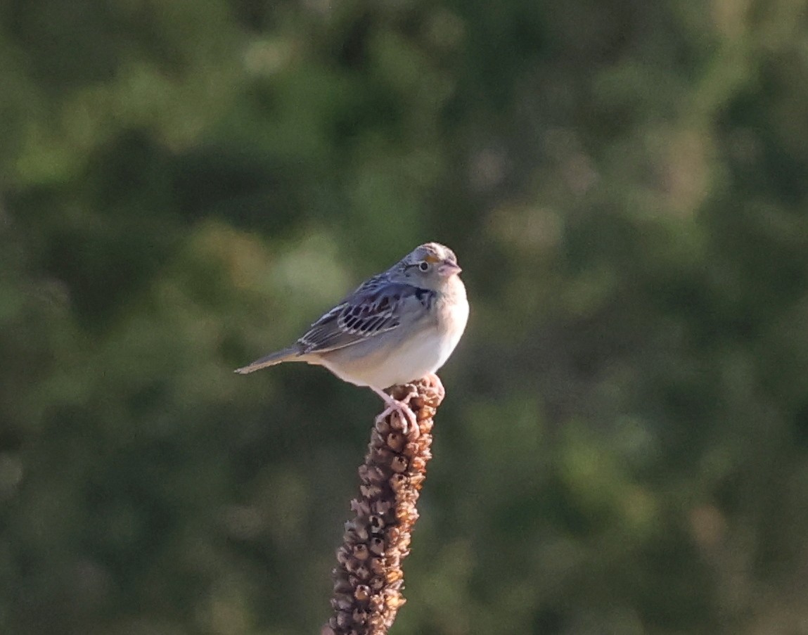 Grasshopper Sparrow - ML617606262