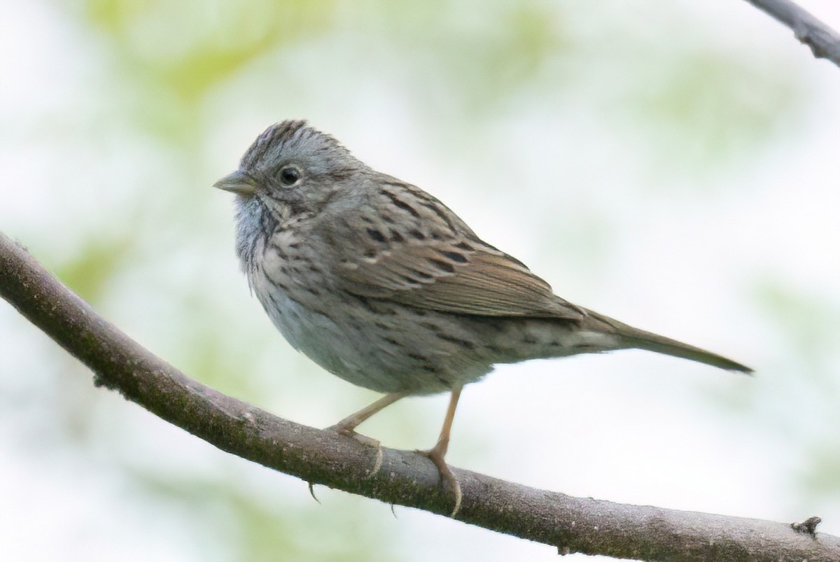 Lincoln's Sparrow - Kent Fiala