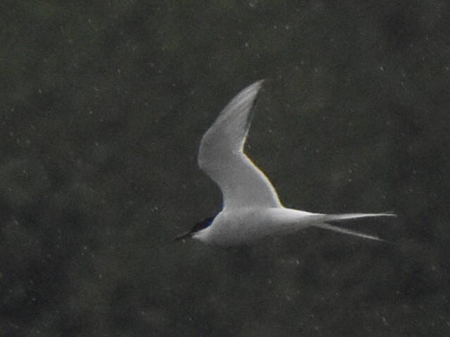 Arctic Tern - ML617606314