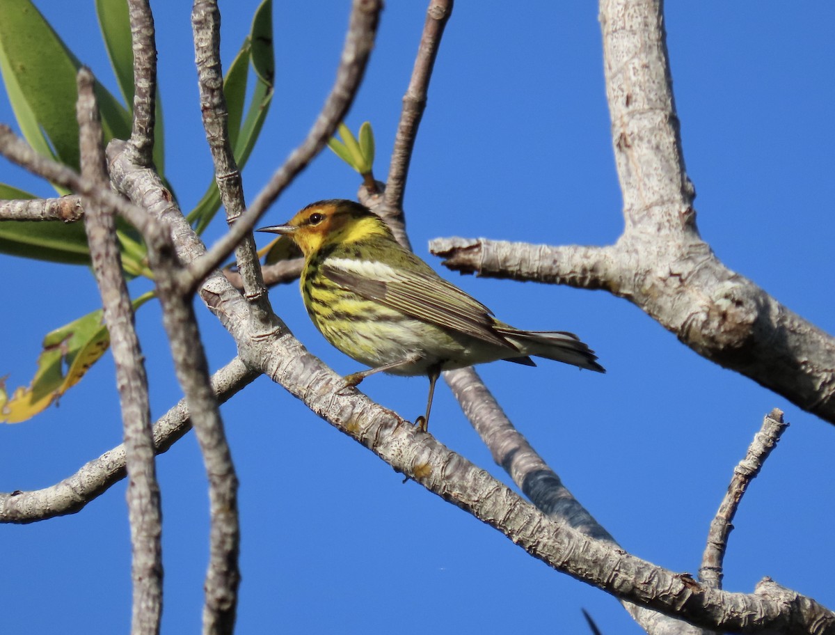 Cape May Warbler - ML617606353