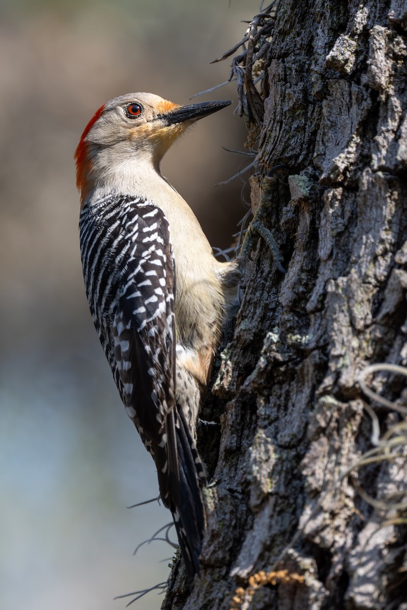 Red-bellied Woodpecker - Ron Buening