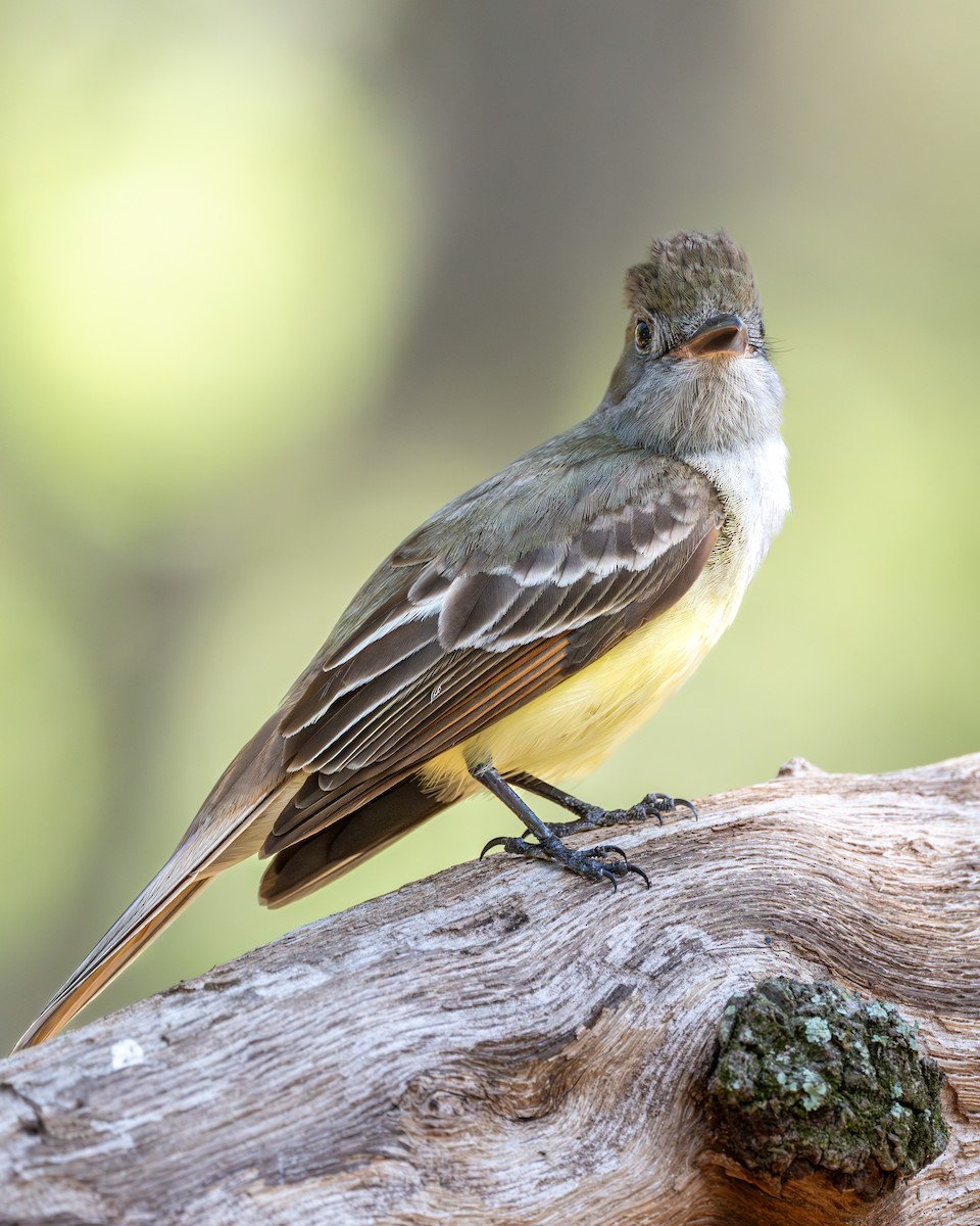 Great Crested Flycatcher - ML617606377