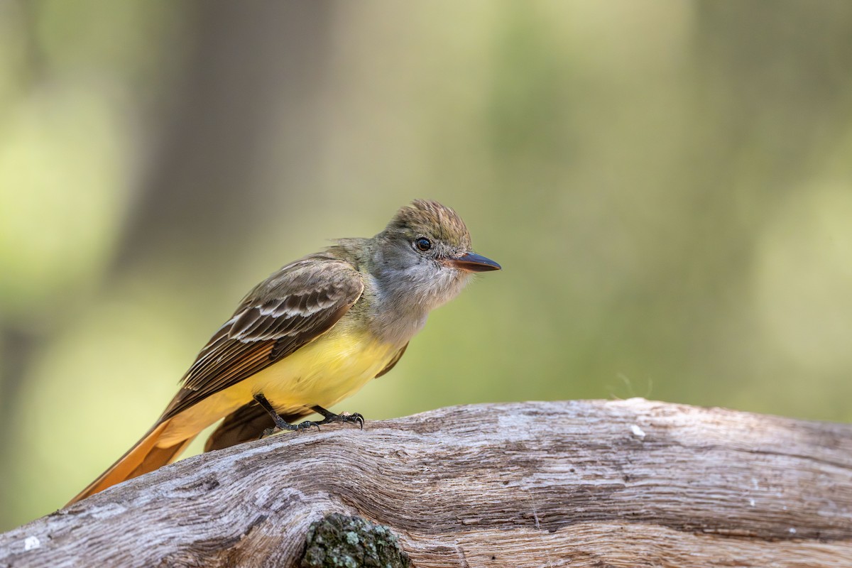 Great Crested Flycatcher - ML617606378
