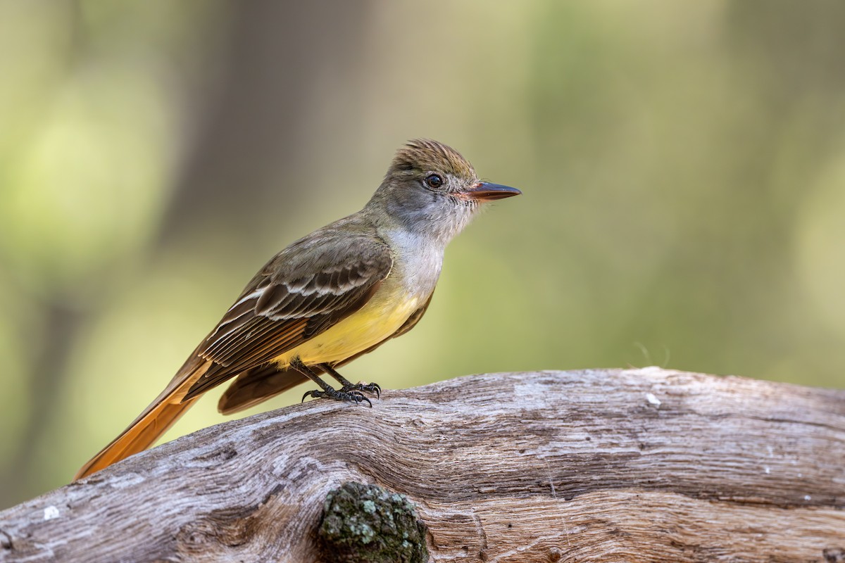 Great Crested Flycatcher - ML617606379