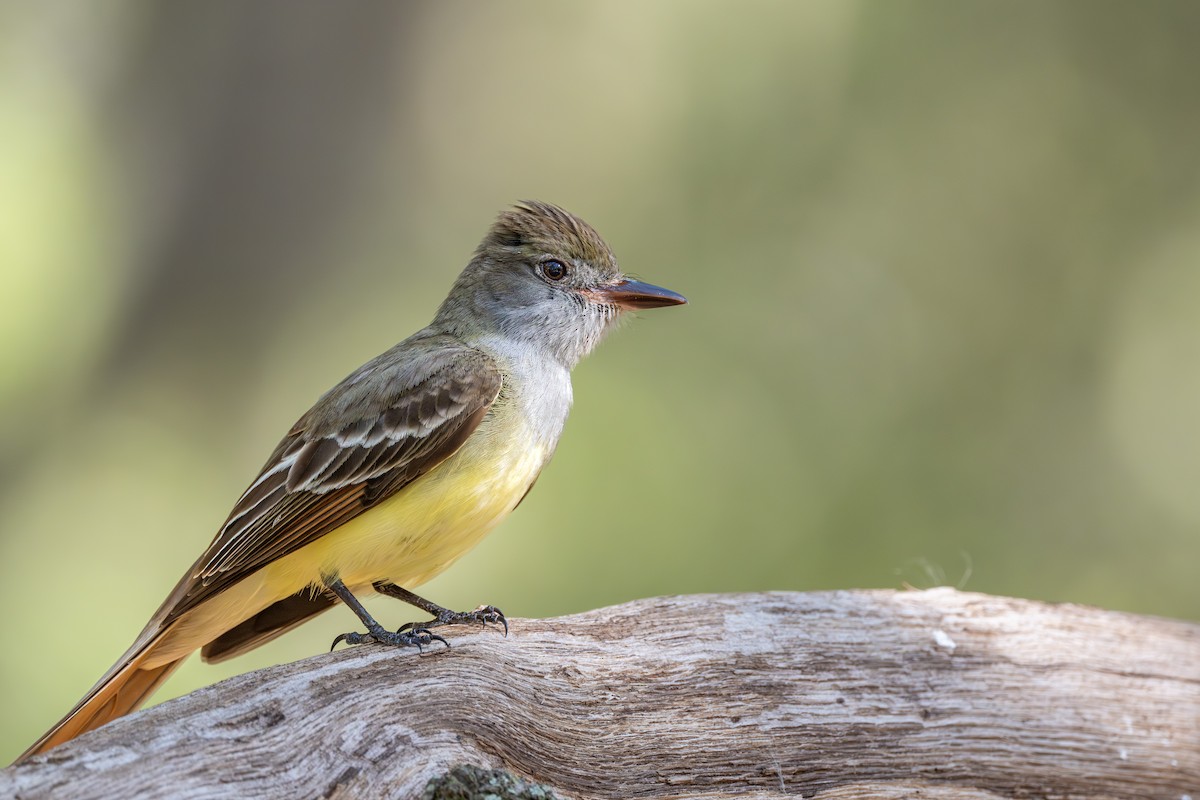 Great Crested Flycatcher - Ron Buening