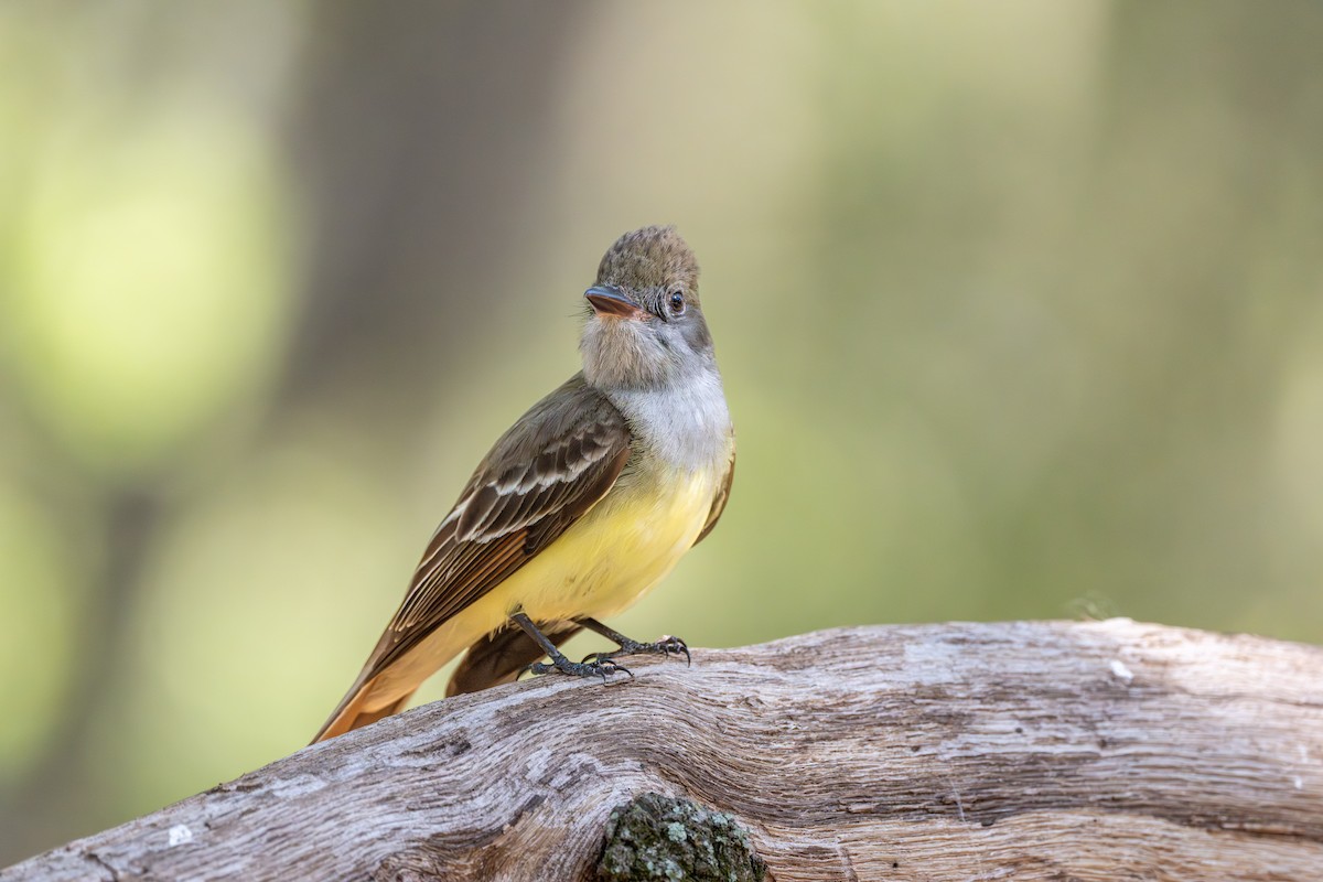 Great Crested Flycatcher - ML617606381
