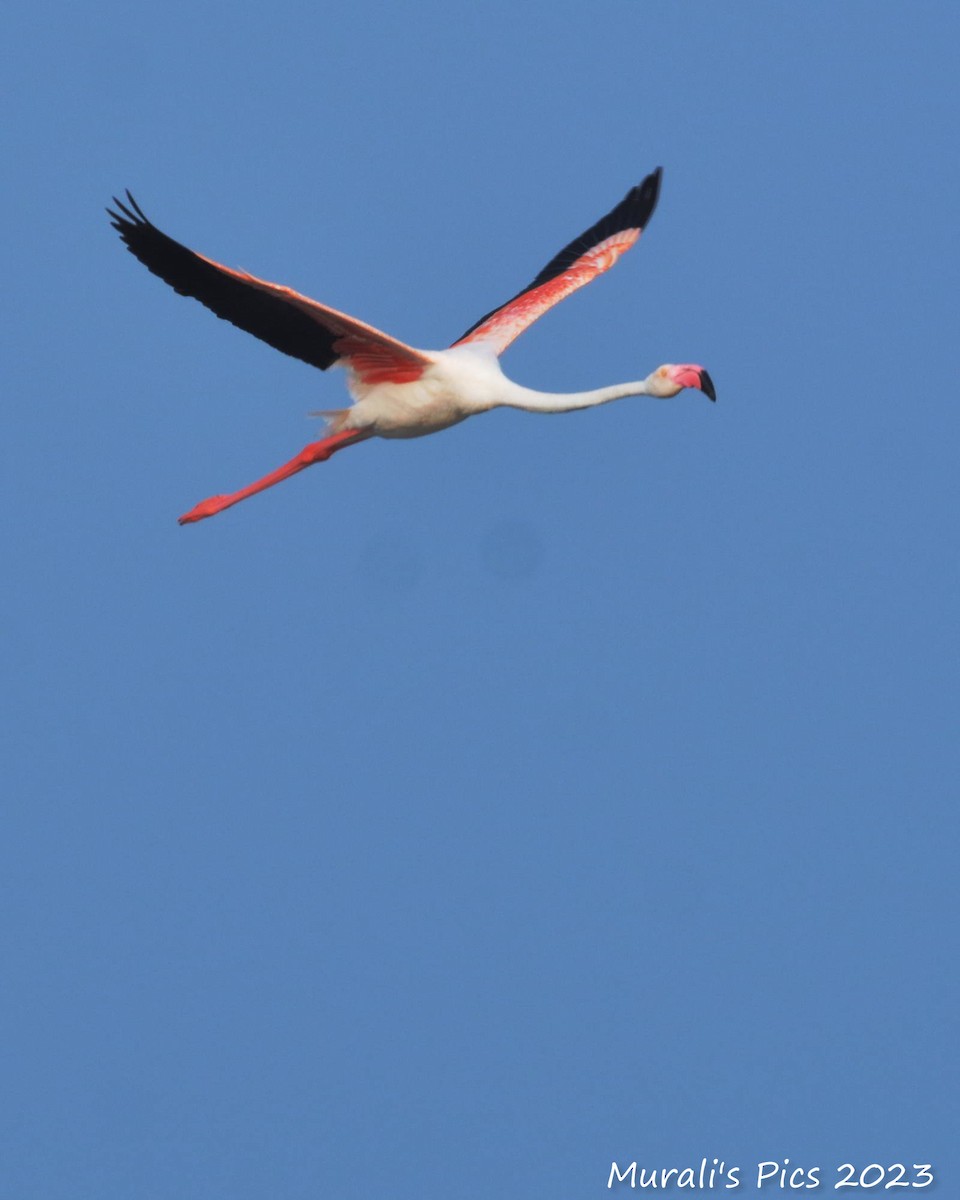 Lesser Flamingo - ML617606391
